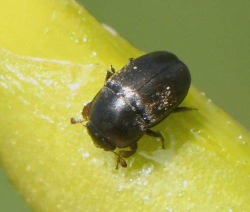 Meligethinae